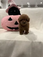 Sadie, a female Poodle - Toy  for sale in Canyon Country, CA – 3 of 4