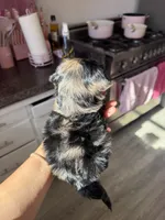 Willow, a female Yorkipoo for sale in Canyon Country, CA – 5 of 7