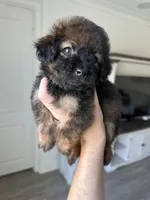 Nala, a female Maltipoo for sale in Beverly Hills, CA – 3 of 3