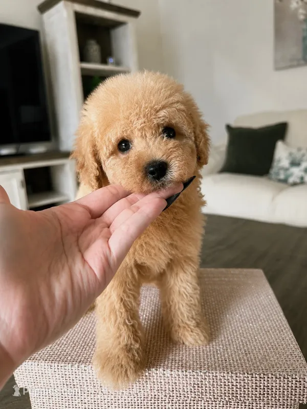 Izzy – Poodle - Toy  puppy for sale in Beverly Hills, CA