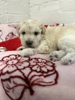 Louie, a male Pomapoo for sale in Beverly Hills, CA – 2 of 4