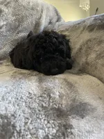 Gigi, a female Poodle - Toy  for sale in Canyon Country, CA – 2 of 6