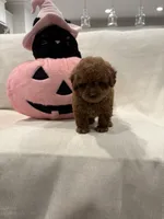 Sadie, a female Poodle - Toy  for sale in Canyon Country, CA – 4 of 4