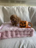 Beau, a male Poodle - Toy  for sale in Canyon Country, CA – 3 of 4