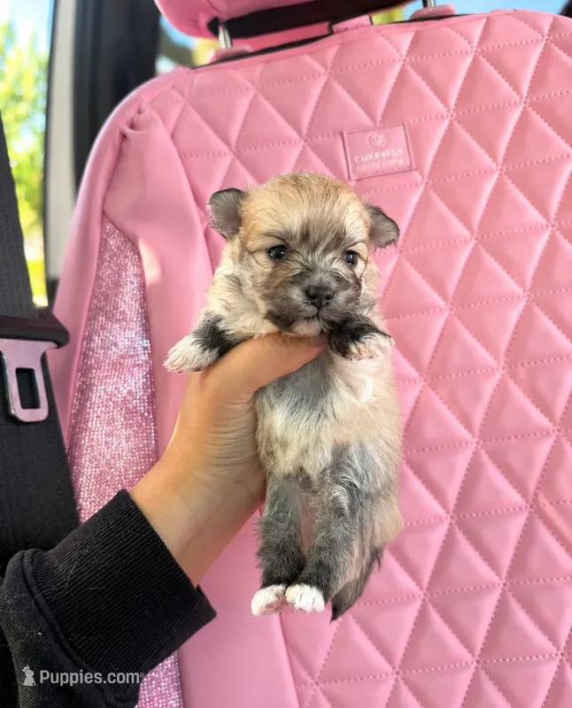 Maxie – Pomapoo puppy for sale in Beverly Hills, CA