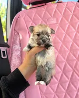Maxie, a male Pomapoo for sale in Beverly Hills, CA – 1 of 1