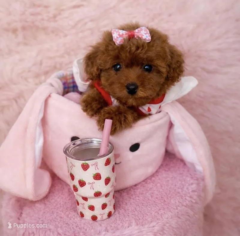 Lola – Poodle - Toy  puppy for sale in Beverly Hills, CA