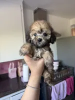 Maxie, a male Maltipoo for sale in Canyon Country, CA – 4 of 5