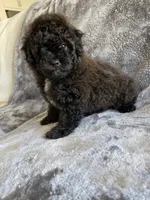 Gizmo , a male Poodle - Toy  for sale in Canyon Country, CA – 3 of 4