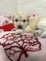 Louie, a male Pomapoo for sale in Beverly Hills, CA – 3 of 4