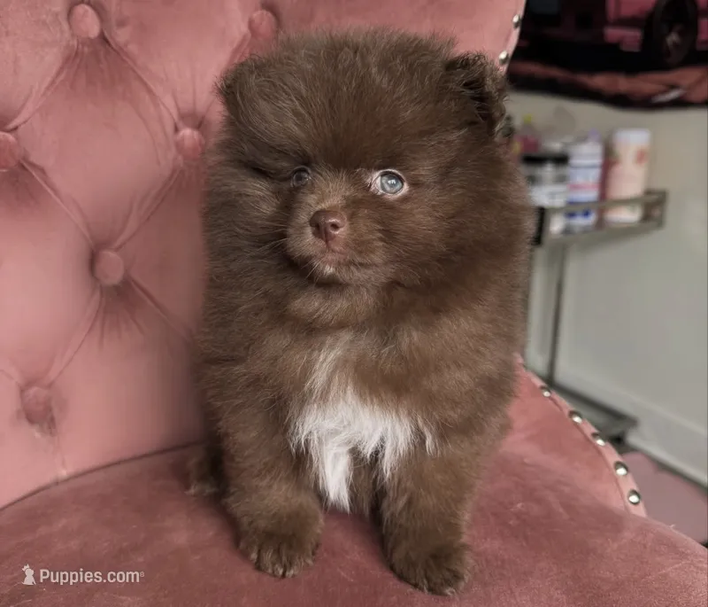Coco – Pomeranian puppy for sale in Beverly Hills, CA
