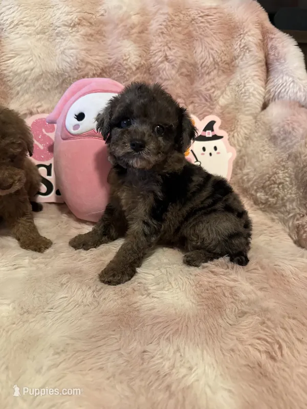 Maple, a female Poodle - Toy  for sale in Canyon Country, CA – 1 of 6
