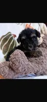 Ellie, a female Yorkipoo for sale in Canyon Country, CA – 1 of 3