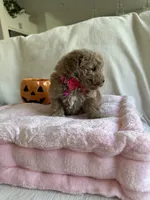 Lola , a male Poodle - Toy  for sale in Canyon Country, CA – 2 of 6