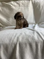 Bella, a female Maltipoo for sale in Canyon Country, CA – 4 of 4