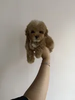 Princess, a female Poodle - Miniature  for sale in Beverly Hills, CA – Photo 3 of 9