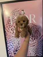 Princess, a female Poodle - Miniature  for sale in Beverly Hills, CA – Photo 4 of 9