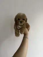 Princess, a female Poodle - Miniature  for sale in Beverly Hills, CA – Photo 9 of 9