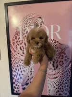 Princess, a female Poodle - Miniature  for sale in Beverly Hills, CA – Photo 7 of 9