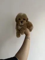 Princess, a female Poodle - Miniature  for sale in Beverly Hills, CA – Photo 5 of 9