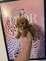 Princess, a female Poodle - Miniature  for sale in Beverly Hills, CA – Photo 8 of 9