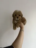 Princess, a female Poodle - Miniature  for sale in Beverly Hills, CA – Photo 2 of 9