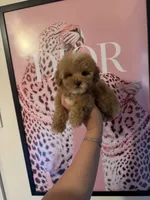 Princess, a female Poodle - Miniature  for sale in Beverly Hills, CA – Photo 1 of 9