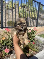 Bella, a female Maltipoo for sale in Canyon Country, CA – 2 of 4