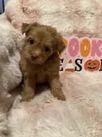 Scout, a male Pomapoo for sale in Canyon Country, CA – 4 of 6