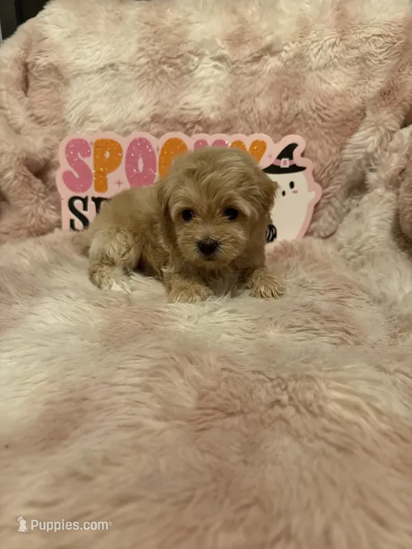 Ollie – Pomapoo puppy for sale in Canyon Country, CA