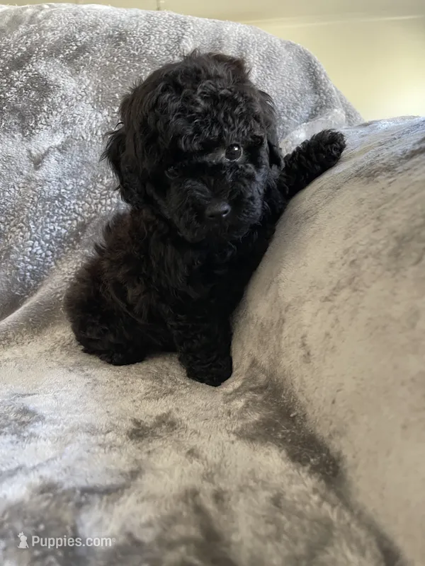 Josie – Poodle - Toy  puppy for sale in Canyon Country, CA