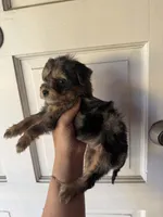 Ella, a female Yorkipoo for sale in Canyon Country, CA – 3 of 4