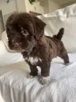 Luna, a female Maltipoo for sale in Canyon Country, CA – 4 of 5