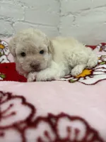 Bella, a female Pomapoo for sale in Beverly Hills, CA – 2 of 4