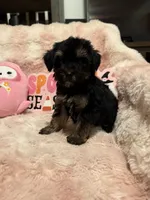 Gizmo, a female Yorkipoo for sale in Canyon Country, CA – 1 of 5