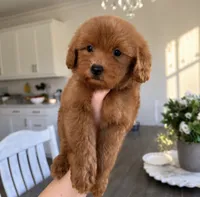 Milo, a male Maltipoo for sale in Beverly Hills, CA – 2 of 2