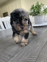 Ollie, a male Maltipoo for sale in Canyon Country, CA – 2 of 4