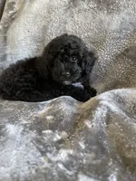 Nellie , a female Poodle - Toy  for sale in Canyon Country, CA – 2 of 5