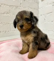Mia, a female Poodle - Toy  for sale in Beverly Hills, CA – 1 of 4