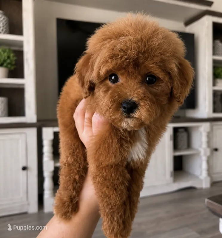 Teddy – Maltipoo puppy for sale in Beverly Hills, CA