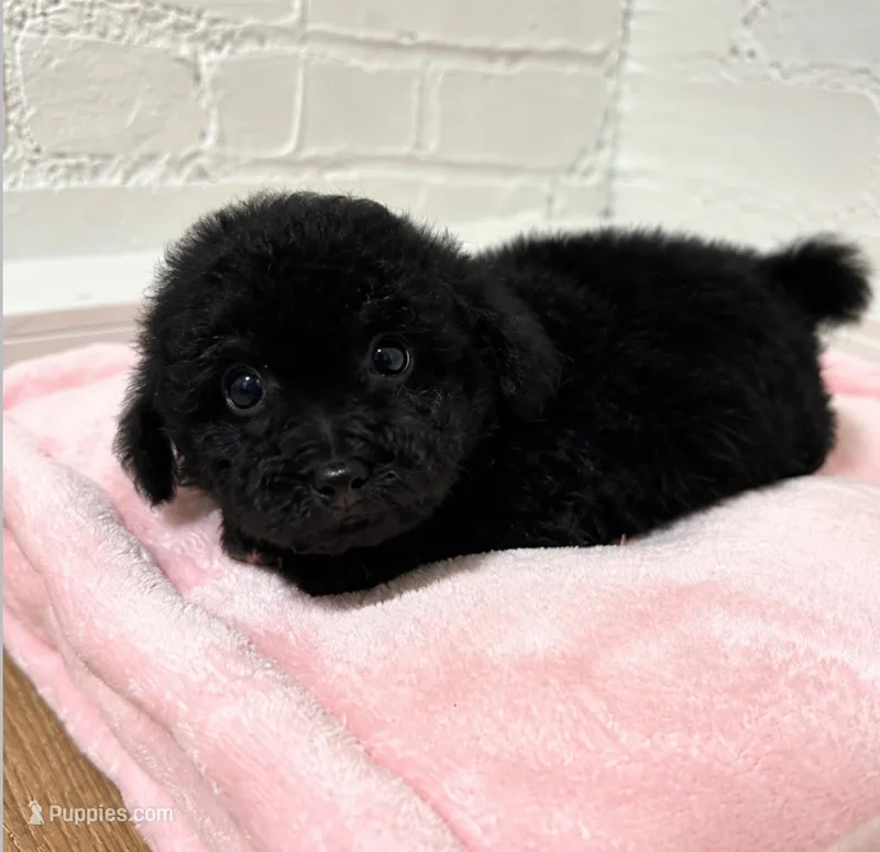 Roscoe  – Maltipoo puppy for sale in Beverly Hills, CA
