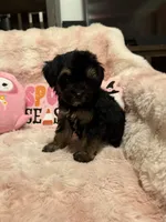 Gizmo, a female Yorkipoo for sale in Canyon Country, CA – 3 of 5
