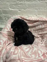 Beau , a male Maltipoo for sale in Beverly Hills, CA – 2 of 4