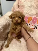 Scout, a male Pomapoo for sale in Canyon Country, CA – 6 of 6