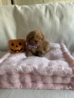 Beau, a male Poodle - Toy  for sale in Canyon Country, CA – 2 of 4
