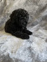 Gigi, a female Poodle - Toy  for sale in Canyon Country, CA – 5 of 6