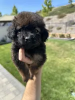 Nala, a female Maltipoo for sale in Beverly Hills, CA – 2 of 3