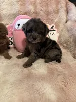 Maple, a female Poodle - Toy  for sale in Canyon Country, CA – 6 of 6