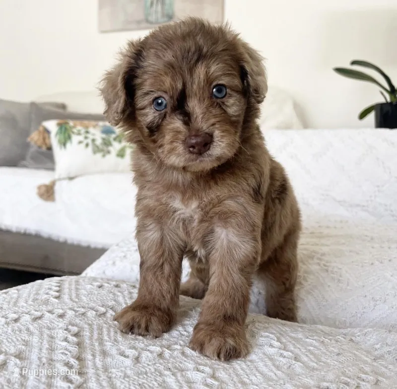 Brownie – Maltipoo puppy for sale in Beverly Hills, CA