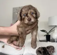 Brownie, a male Maltipoo for sale in Beverly Hills, CA – Photo 2 of 2